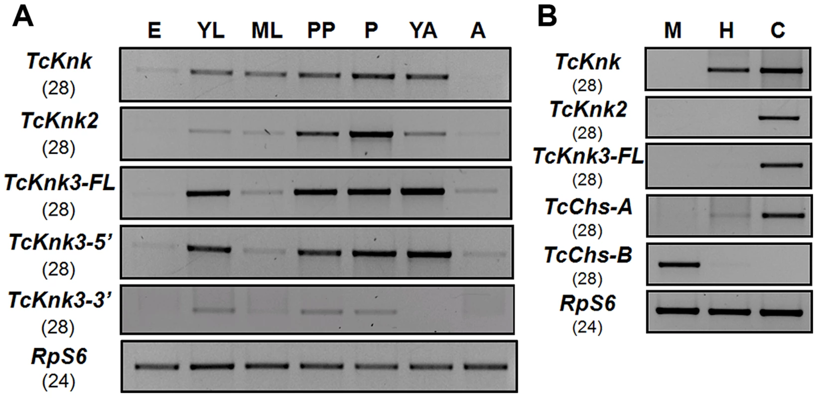 Developmental stage-specific and tissue-specific expression of <i>TcKnk</i>-family genes by RT-PCR.