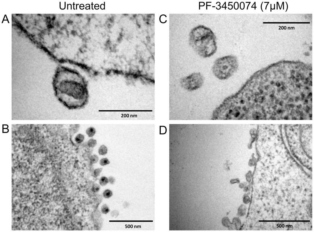 EM analysis of the effects of PF-3450074 on nascent viral particles.