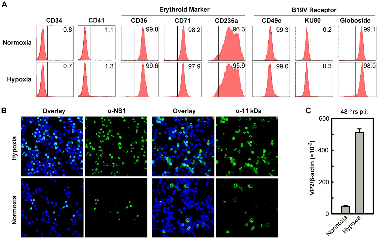 Support of B19V infection of CD36<sup>+</sup> EPCs under hypoxia <i>vs.</i> normoxia.