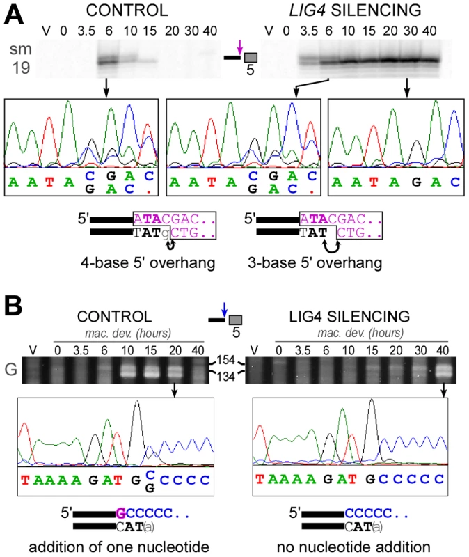 Analysis of 5′- and 3′-end processing at double-strand breaks in <i>LIG4</i>-silenced cells.