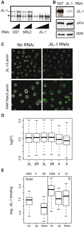 Effects of JIL-1 RNAi on gene expression and H4K16ac localization in SL2 cells.