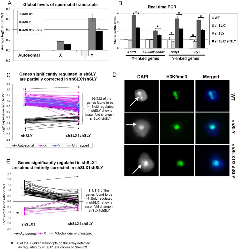 SLX/SLXL1 and SLY have opposite effects on gene expression and on the recruitment/maintenance of H3K9me3 on the sex chromatin.