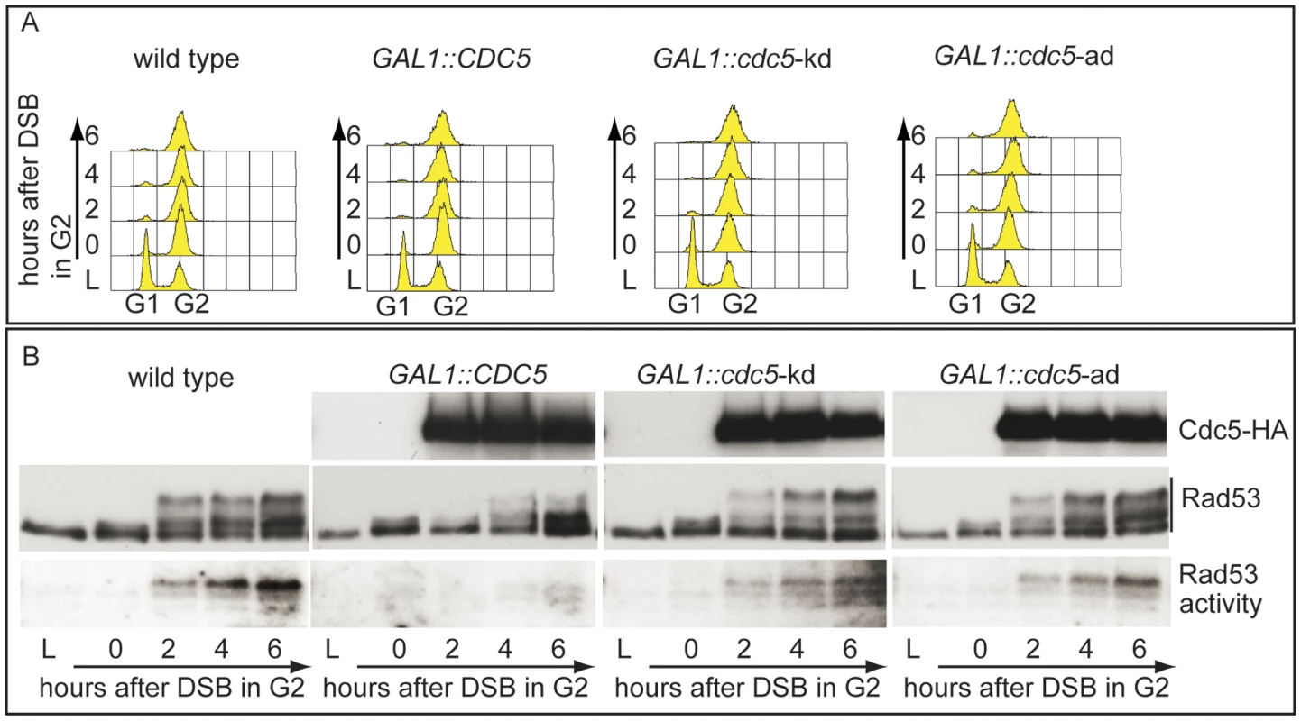 Overproduction of Cdc5 affects DSB–induced Rad53 phosphorylation and activity.