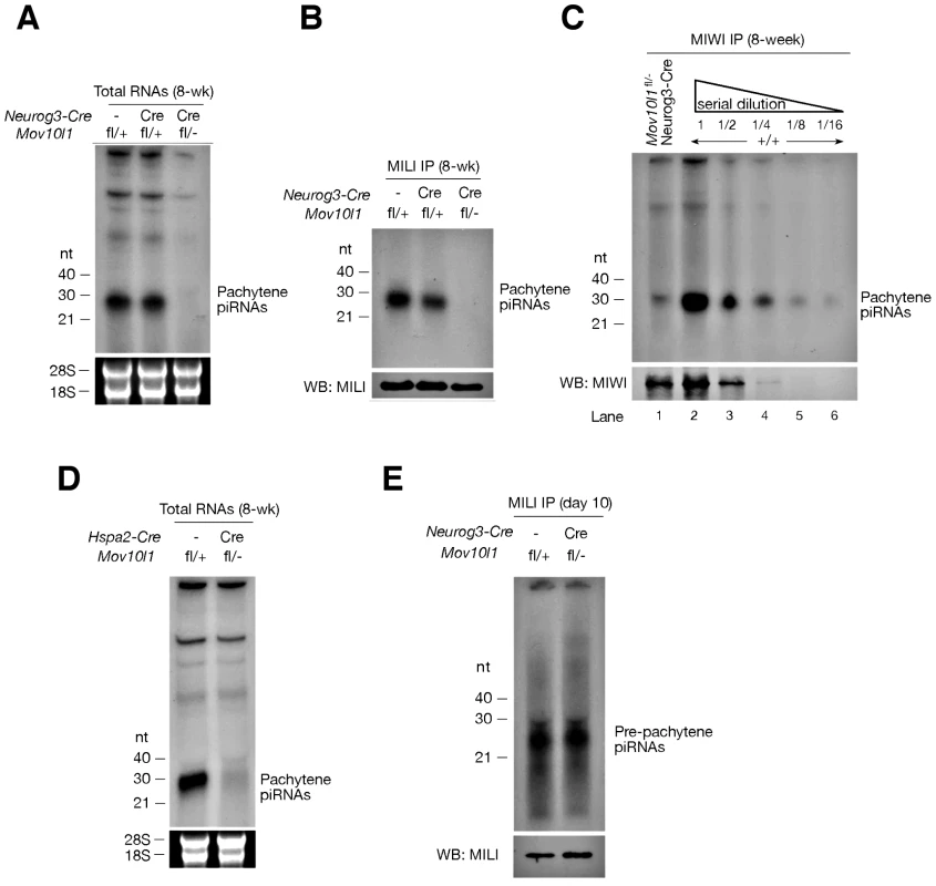 <i>Mov10l1</i> is required for biogenesis of pachytene piRNAs.