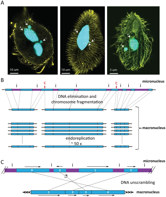 Nuclear dimorphism and genome rearrangements in ciliates.