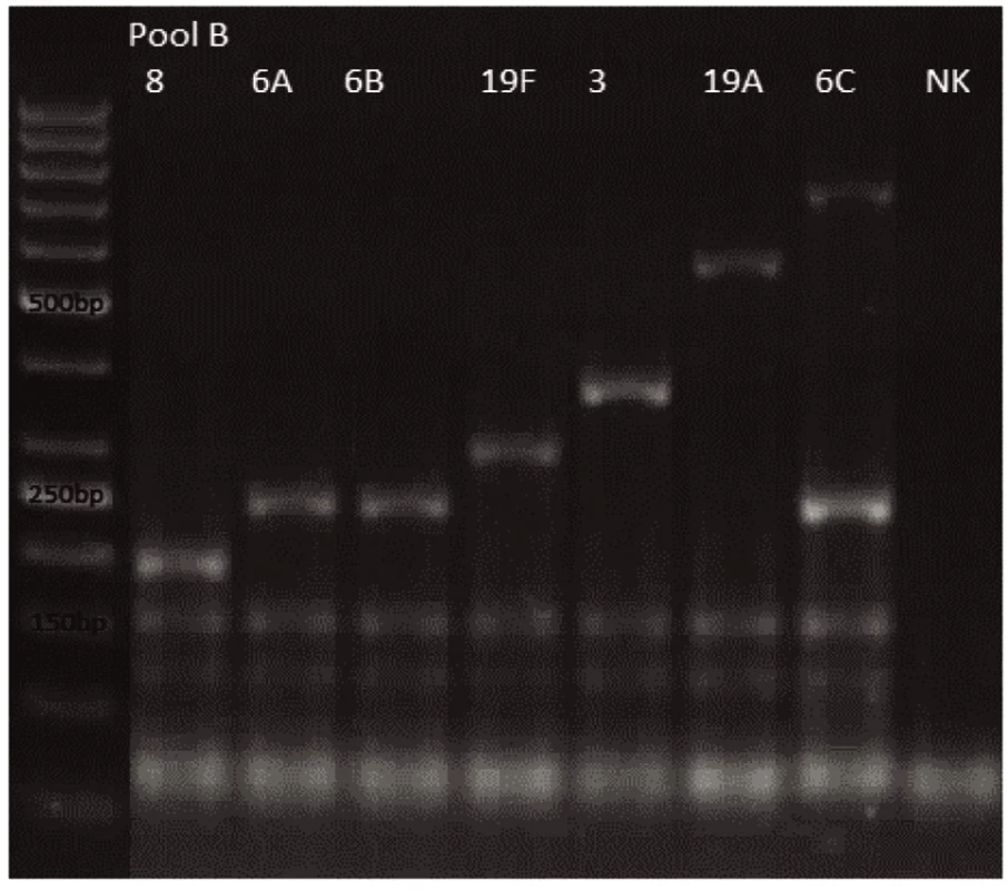 mPCR pool B
Dráha 1: 50bp DNA Ladder
Dráha 2: &lt;i&gt;S. pneumoniae&lt;/i&gt; sérotyp 8 (201bp)
Dráha 3: &lt;i&gt;S. pneumoniae&lt;/i&gt; sérotyp 6A (250bp)
Dráha 4: &lt;i&gt;S. pneumoniae&lt;/i&gt; sérotyp 6B (250bp)
Dráha 5: &lt;i&gt;S. pneumoniae&lt;/i&gt; sérotyp 19F (304bp)
Dráha 6: &lt;i&gt;S. pneumoniae&lt;/i&gt; sérotyp 3 (371bp)
Dráha 7: &lt;i&gt;S. pneumoniae&lt;/i&gt; sérotyp 19A (566bp)
Dráha 8: &lt;i&gt;S. pneumoniae&lt;/i&gt; sérotyp 6C (250bp, 727bp)
Dráha 9: negativní kontrola
Dráha 2–8: pozitivní produkt cpsA (160bp)&lt;br&gt;&lt;br&gt;
Fig. 2. mPCR pool B
Lane 1: 50bp DNA Ladder
Lane 2: &lt;i&gt;S. pneumoniae&lt;/i&gt; serotype 8 (201bp)
Lane 3: &lt;i&gt;S. pneumoniae&lt;/i&gt; serotype 6A (250bp)
Lane 4: &lt;i&gt;S. pneumoniae&lt;/i&gt; serotype 6B (250bp)
Lane 5: &lt;i&gt;S. pneumoniae&lt;/i&gt; serotype 19F (304bp)
Lane 6: &lt;i&gt;S. pneumoniae&lt;/i&gt; serotype 3 (371bp)
Lane 7: &lt;i&gt;S. pneumoniae&lt;/i&gt;serotype 19A (566bp)
Lane 8: &lt;i&gt;S. pneumoniae&lt;/i&gt; serotype 6C (250bp, 727bp)
Lane 9: negative control
Lanes 2–8: positive product cpsA (160bp)