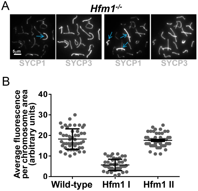 <i>Hfm1<sup>−/−</sup></i> spermatocytes contain a small number of bivalents with wild-type levels of SYCP1 staining and uninterrupted synapsis.