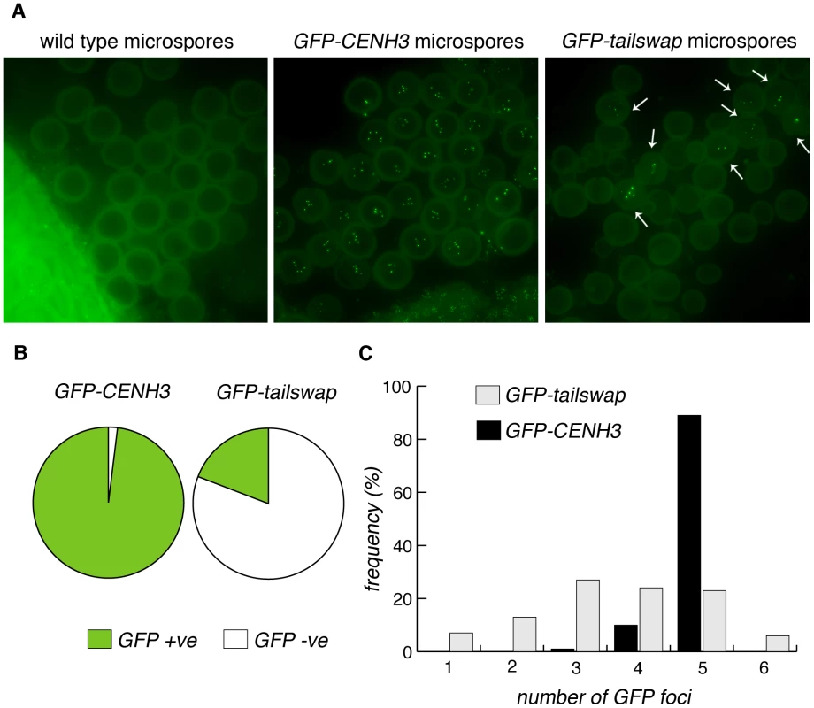 GFP-tailswap protein reloads onto centromeres after meiosis, when mitosis resumes.