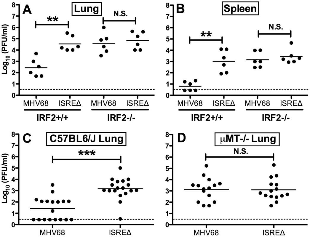Increased replication of ISREΔ requires IRF2 and B cells.