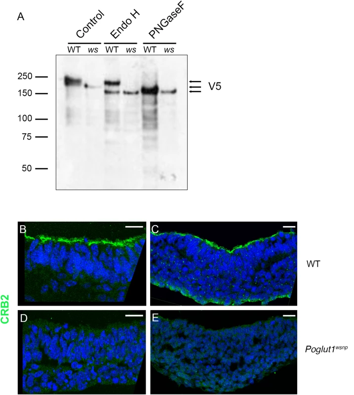 POGLUT1 is required for cell-surface localization of CRUMBS2.