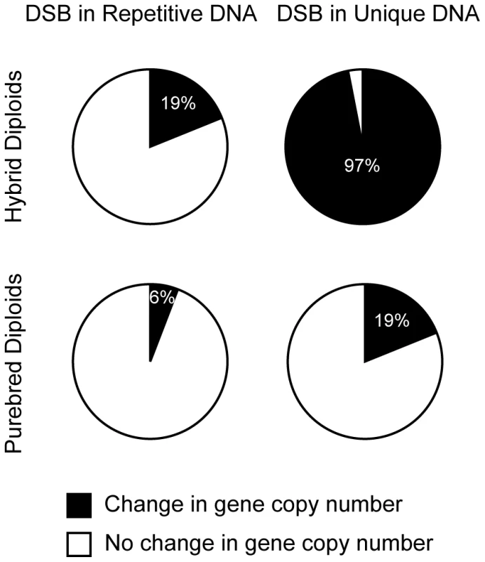 DSBs in unique DNA are more mutagenic than DSBs in repetitive DNA.