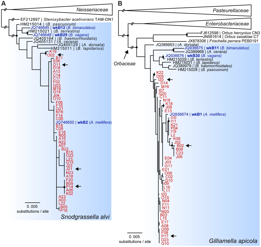 16S rRNA-based maximum likelihood trees of SAGs of (A) <i>S. alvi</i> and (B) <i>G. apicola</i>.