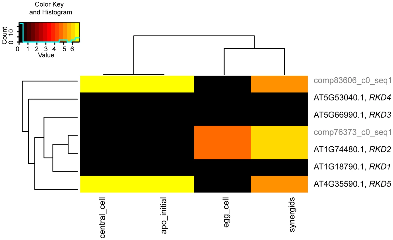 Analysis of sequence divergence of members of the <i>AtRKD</i> gene family.
