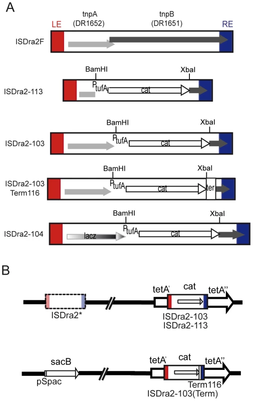 A genetic assay for IS<i>Dra2</i> transposition.