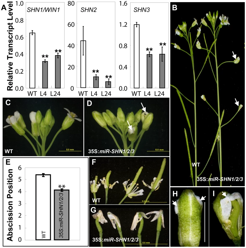 Co-silencing of the three <i>SHN</i> clade genes impacts reproductive organ morphology and cell type–specific characteristics.