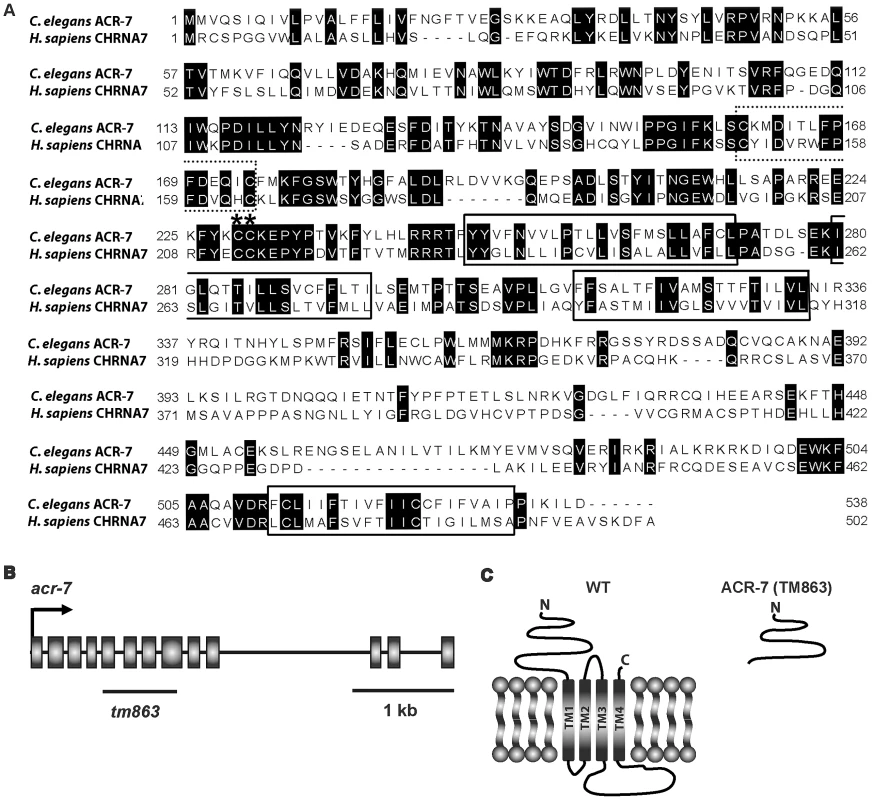 ACR-7 protein sequence alignment and <i>acr-7</i> gene structure.