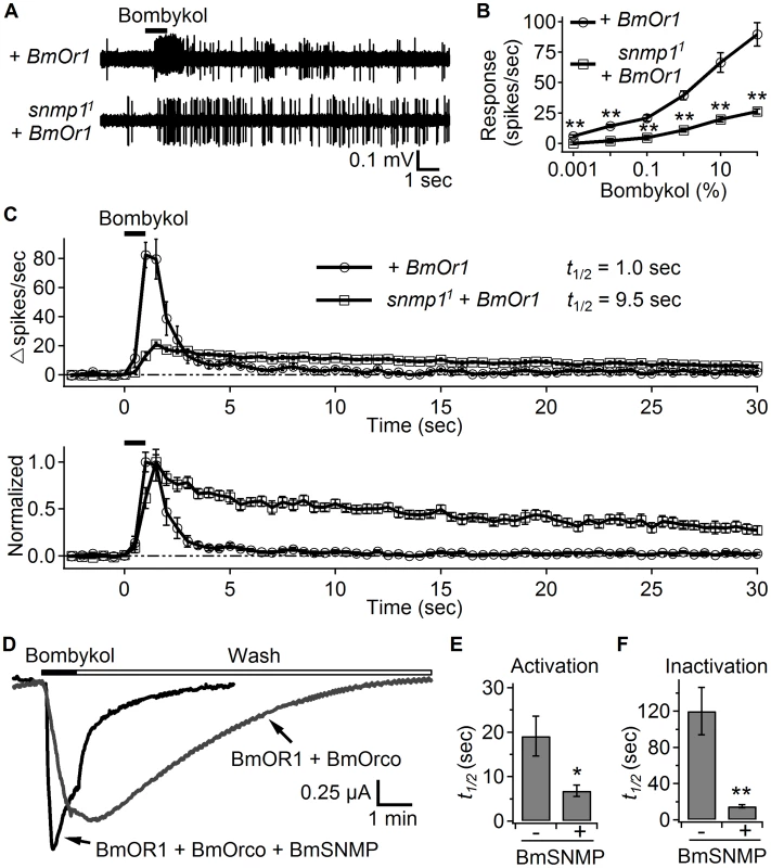 SNMP1 affects the response to bombykol in OR67d ORNs ectopically expressing BmOR1.