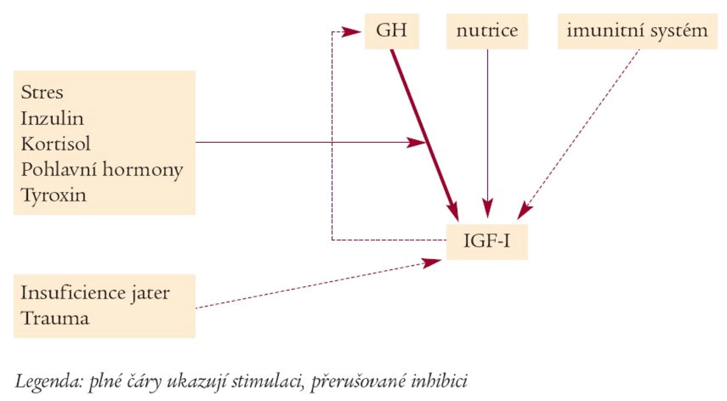 Regulátory sekrece IGF (upraveno dle Wernera et al).