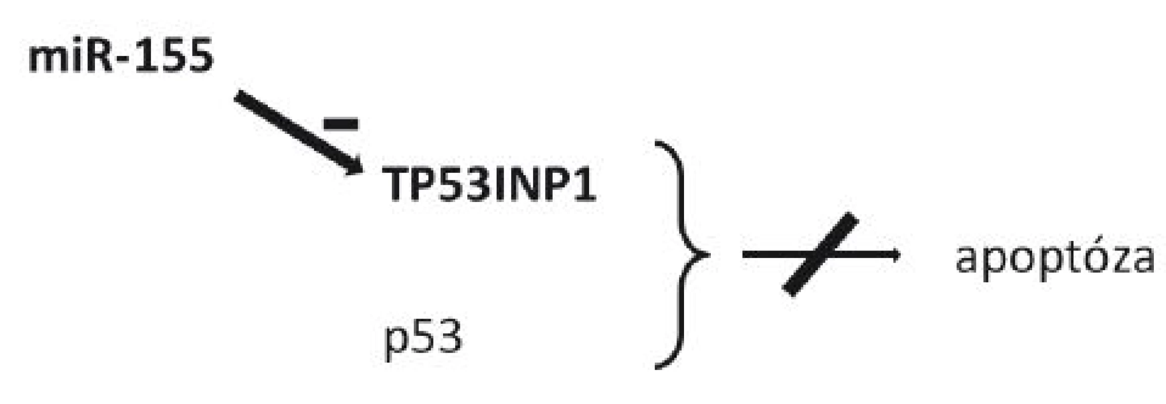 Schéma působení miR-155 a její role v inhibici apoptózy
TP53INP1 – tumor protein 53-induced nuclear protein 1 