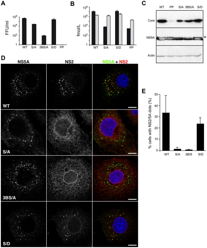 Subcellular localization of NS2 in assembly deficient mutants in NS5A protein.