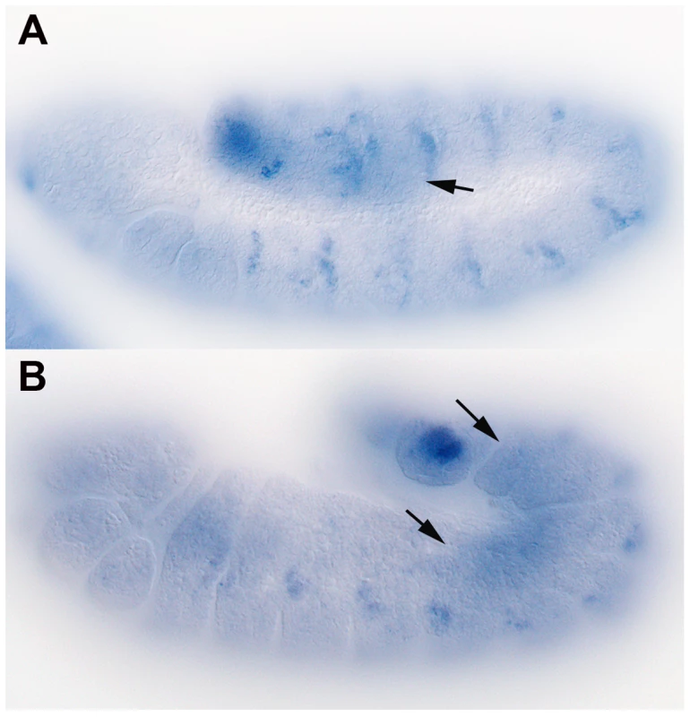 <i>shf</i> is expressed in the embryonic mesoderm.