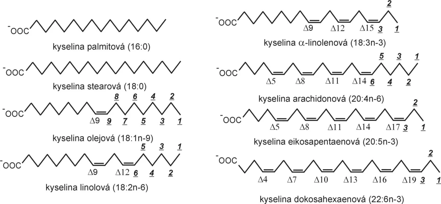 Strukturní vzorce mastných kyselin.
Při elongaci a desaturaci zůstává zachováno značení omega (n-), zatímco značení delta se mění; elongace i beta-oxidace probíhají na karboxylovém konci řetězce.