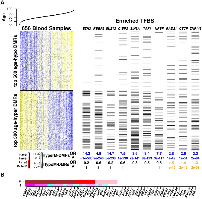 Enrichment of TFBSs among age-DMRs.
