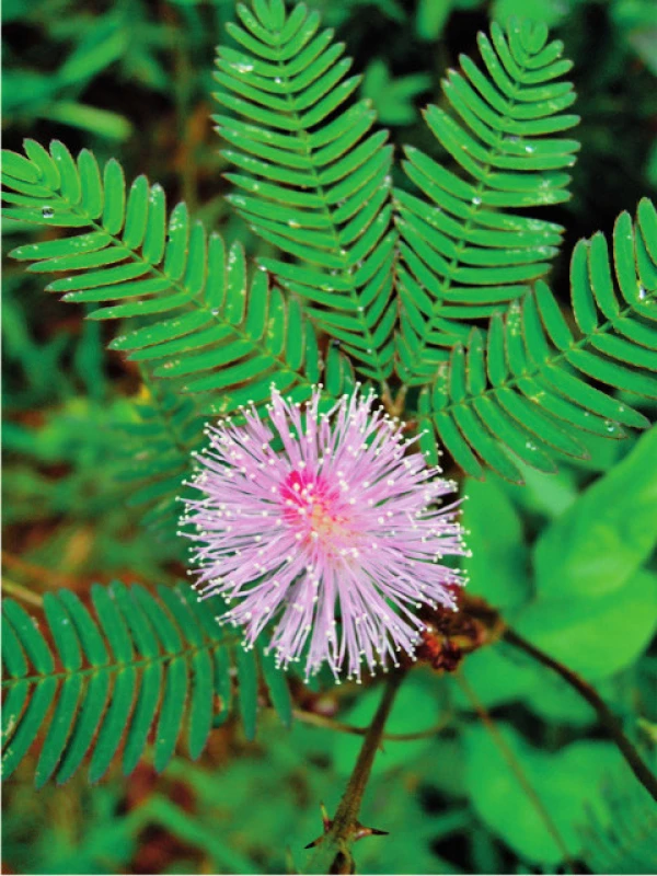 Citlivka &lt;i&gt;Mimosa pudica&lt;/i&gt;
Foto: PhDr. Ivo Králíček, Ph.D.