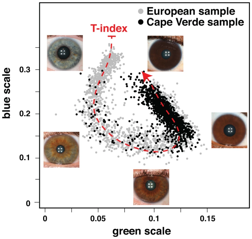 Quantitative assessment of eye color.