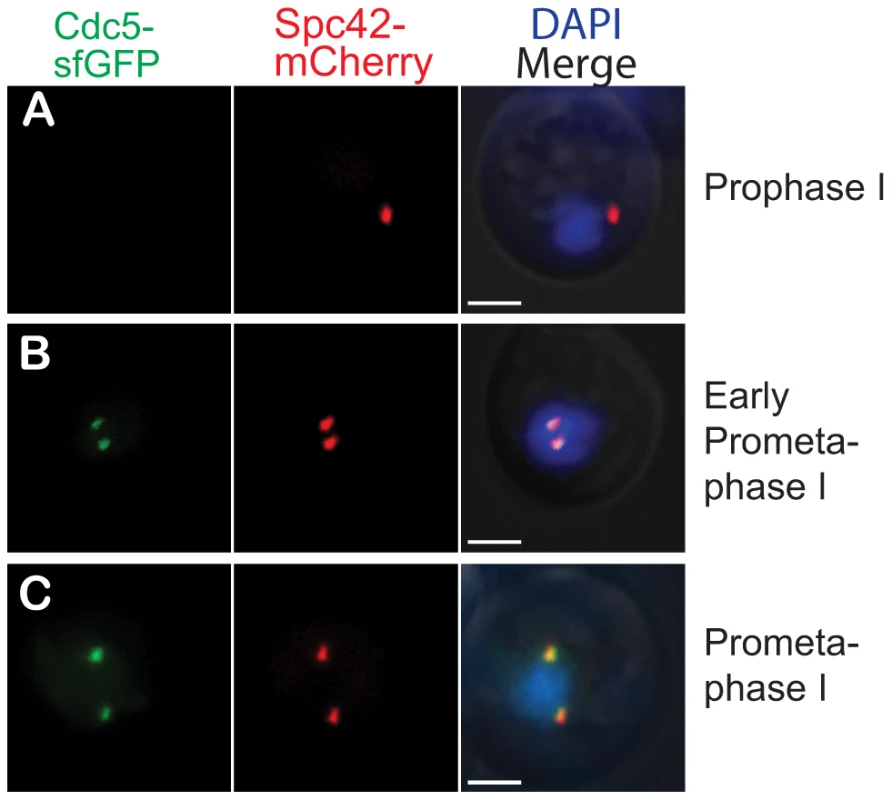 Cdc5-sfGFP is present prior to meiotic commitment.