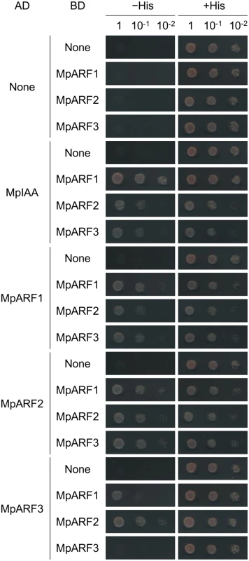 Protein-protein interactions between MpIAA and MpARFs in yeast.