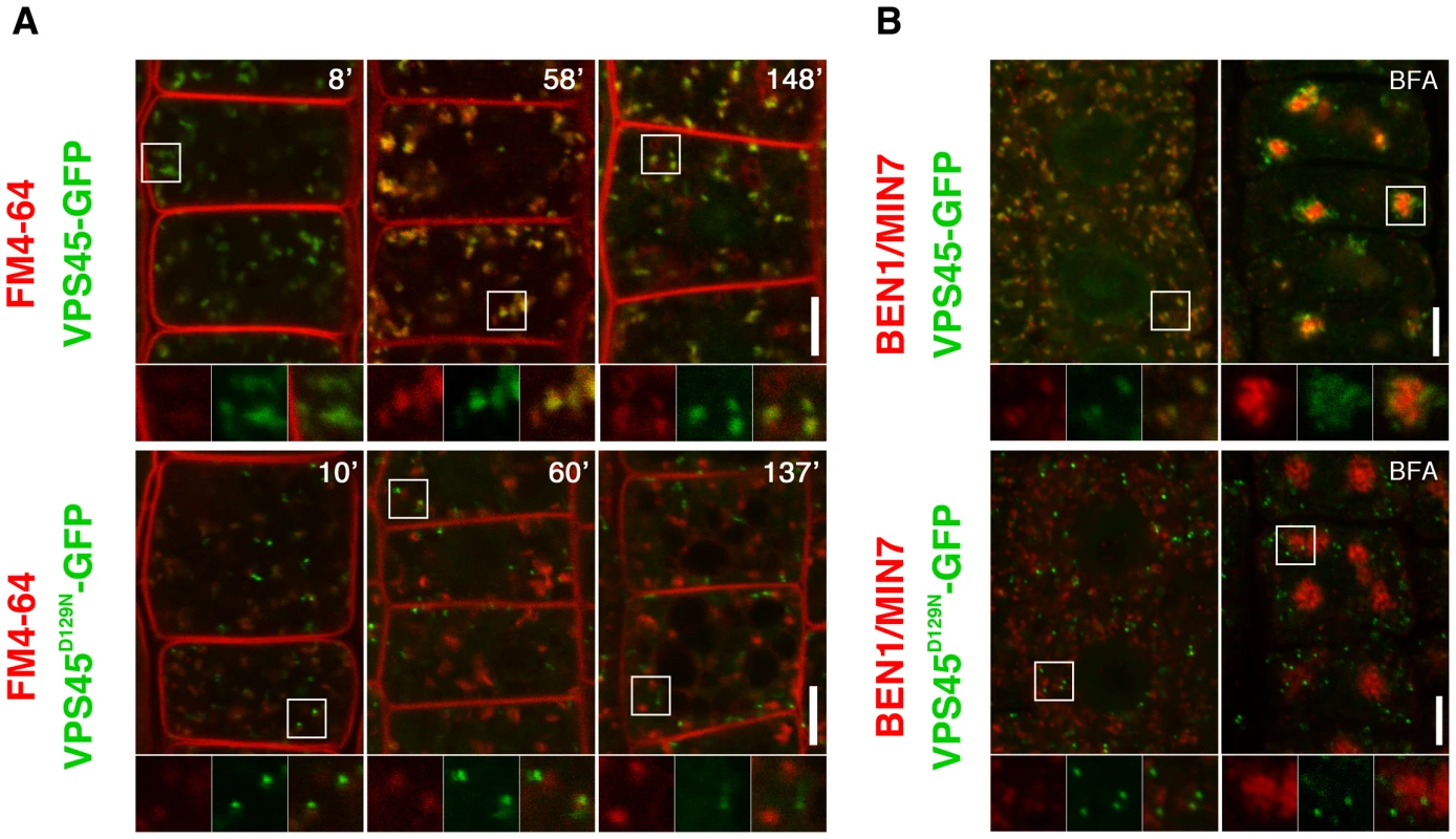 Double labeling experiments reveal early endosomal localization of VPS45 in root epidermal cells.