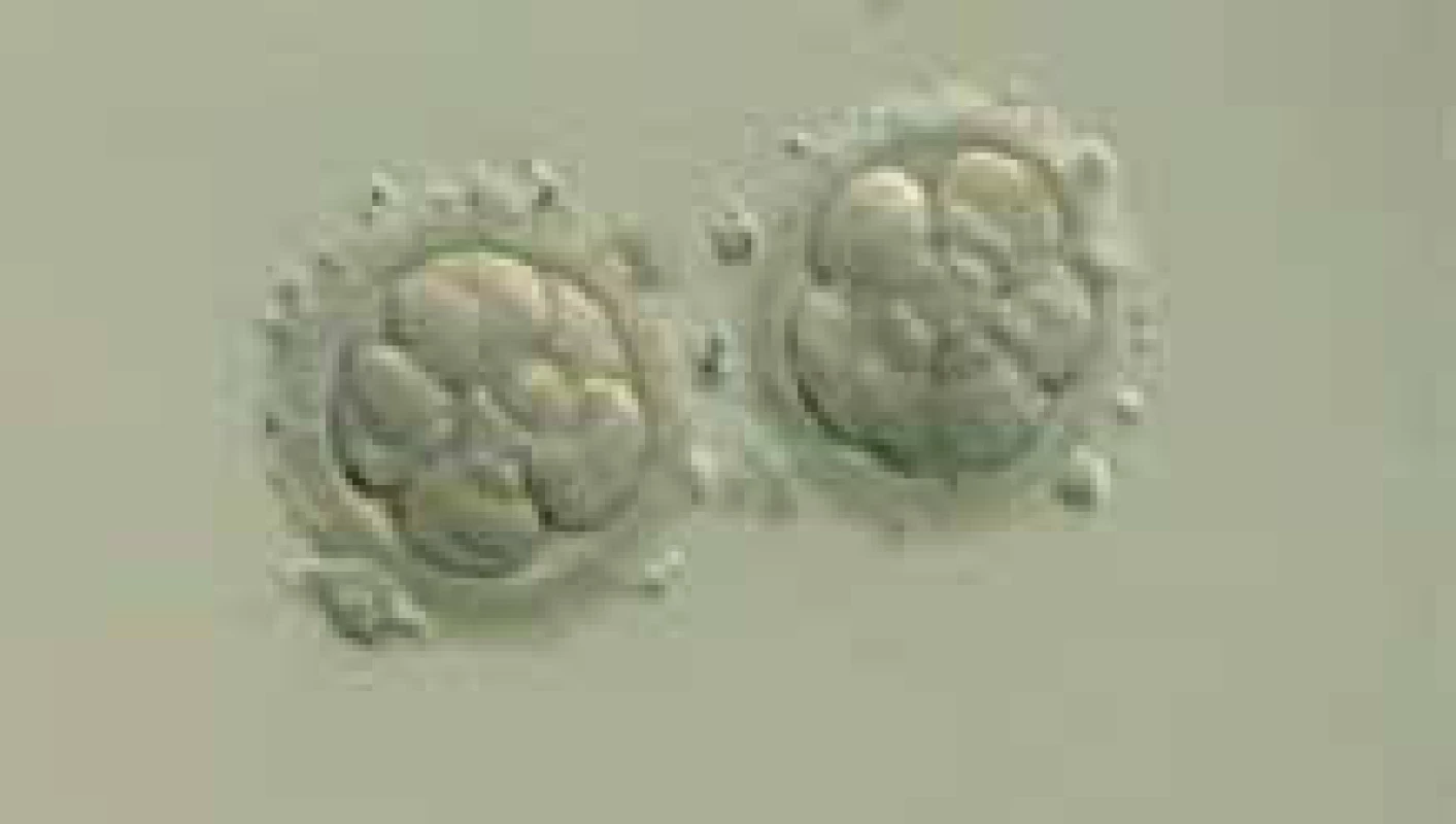 Embrya v osmibuněčném stadiu vývoje.