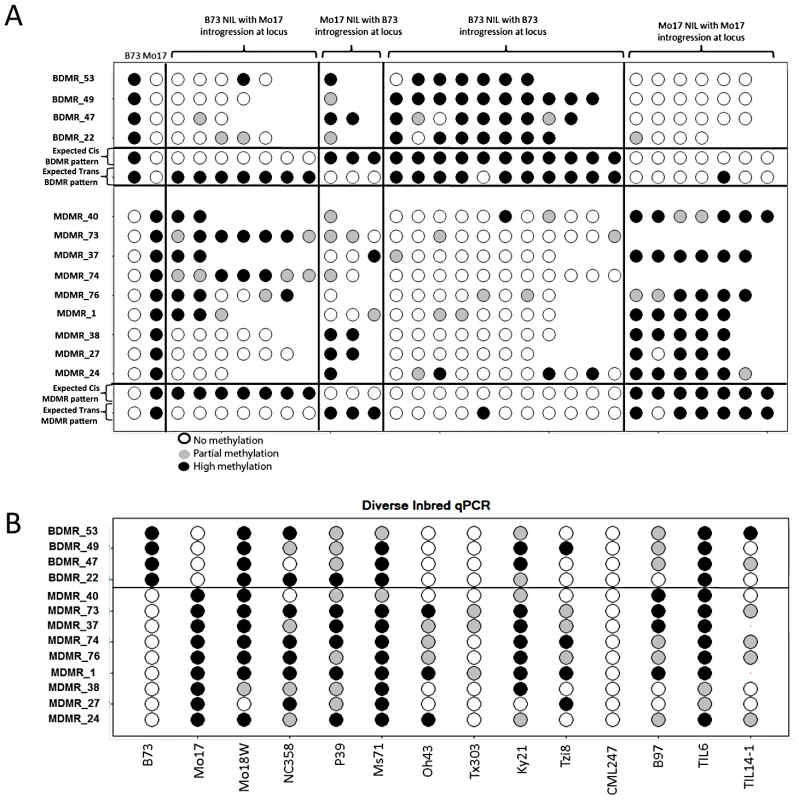 Variable DNA methylation patterns in near-isogenic lines and diverse inbreds.