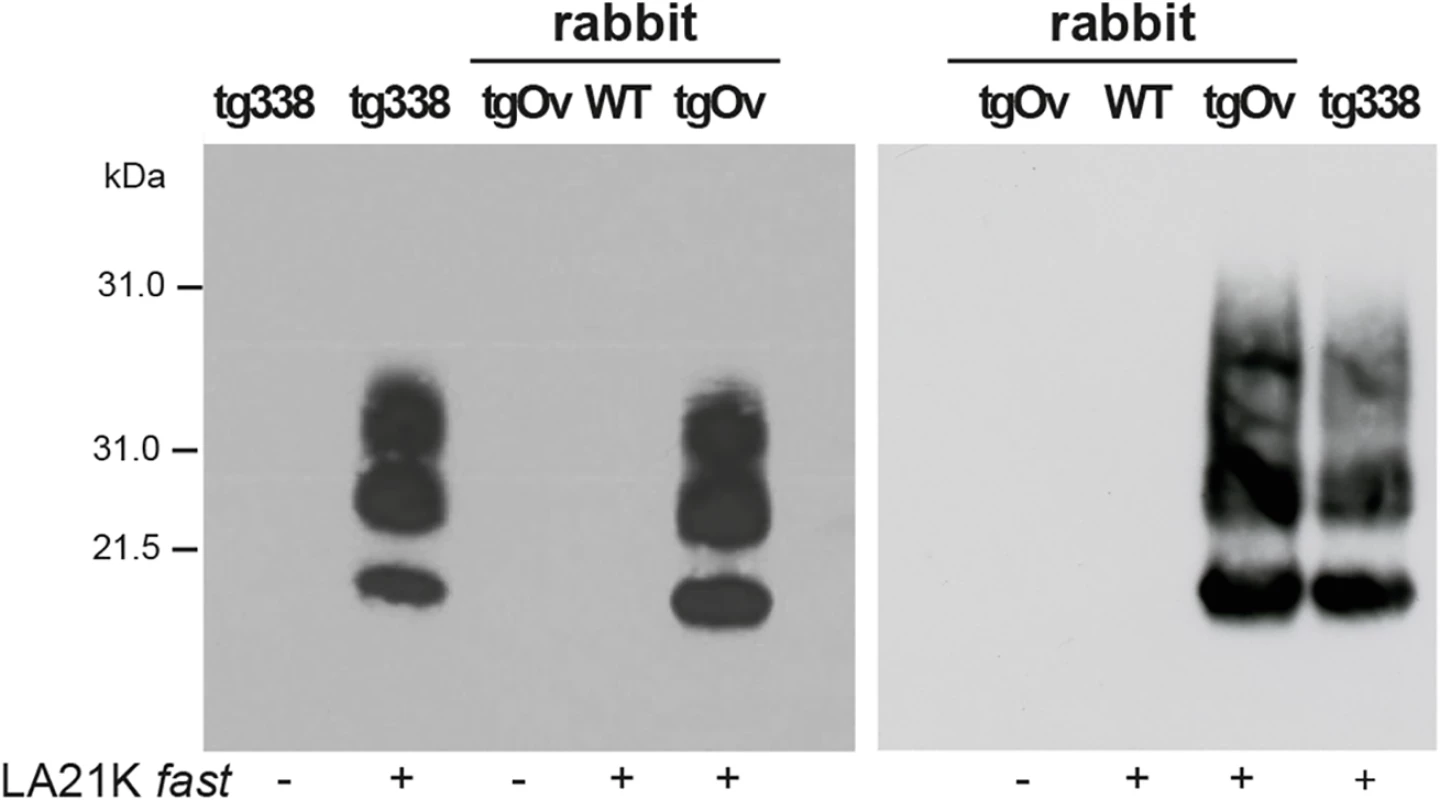 Infection of Rov cells with TgOv- and tg338-passaged LA21K <i>fast</i> prions.