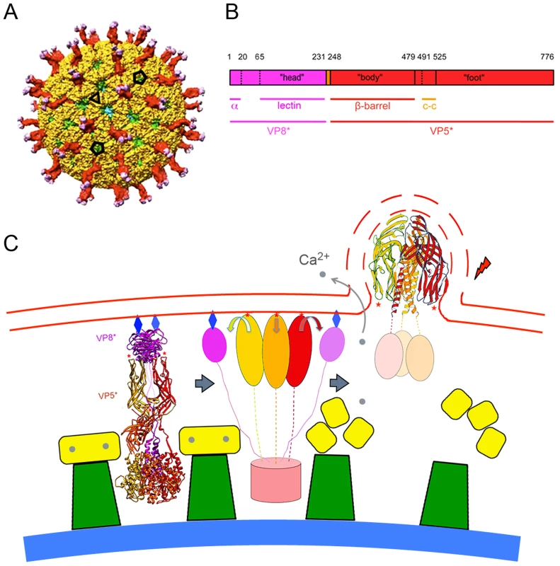 The rotavirus particle and conformational transformations during entry.
