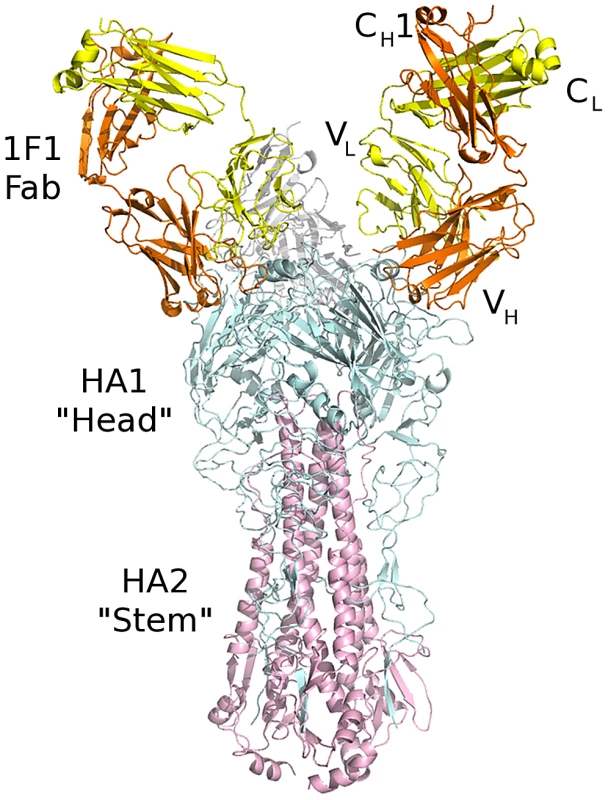 Crystal structure of 1F1-SC1918 complex.
