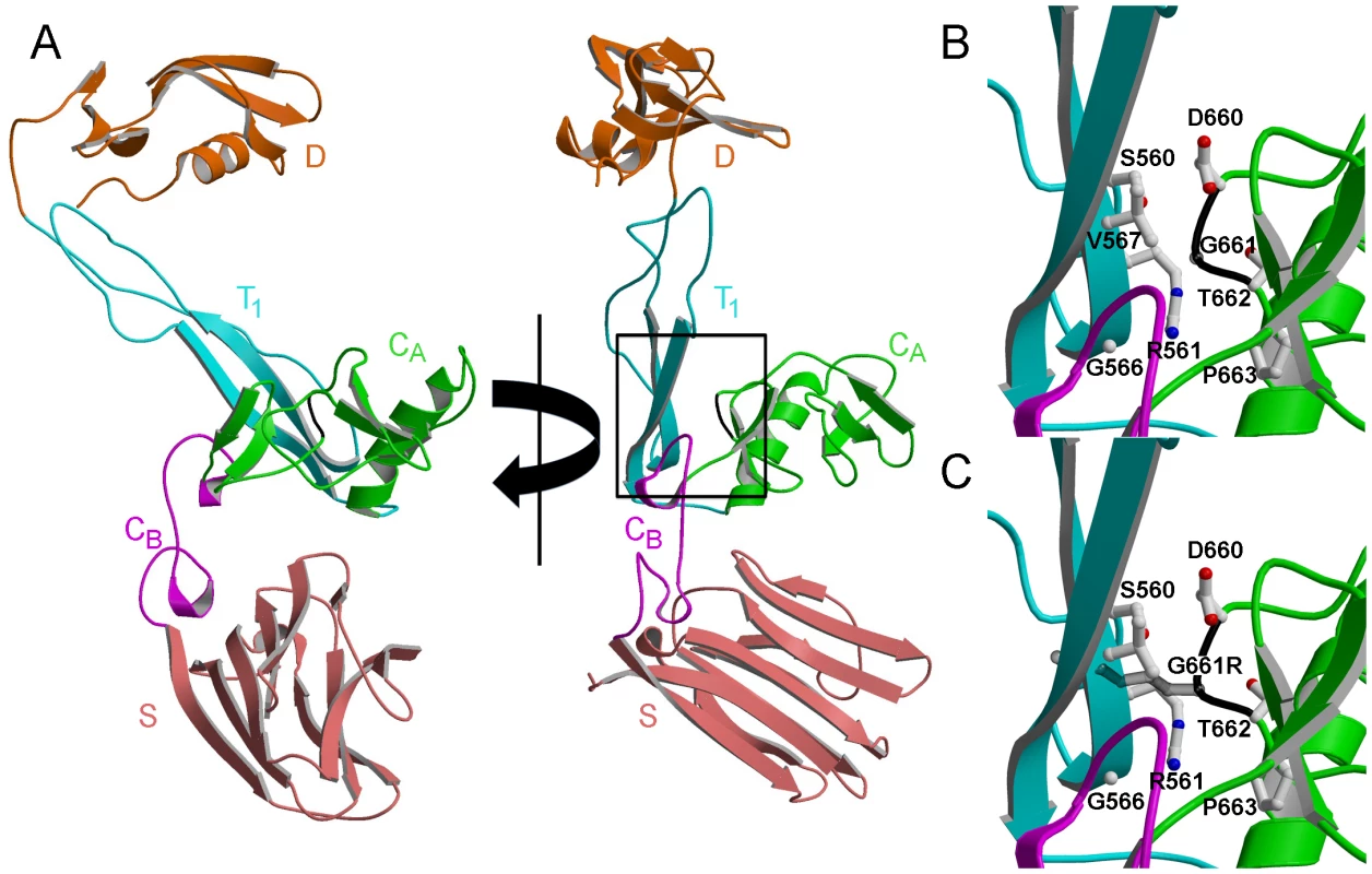 Structural modeling predicts disruption of the normal protein fold by the Gly661Arg variant of ADAMTS10.