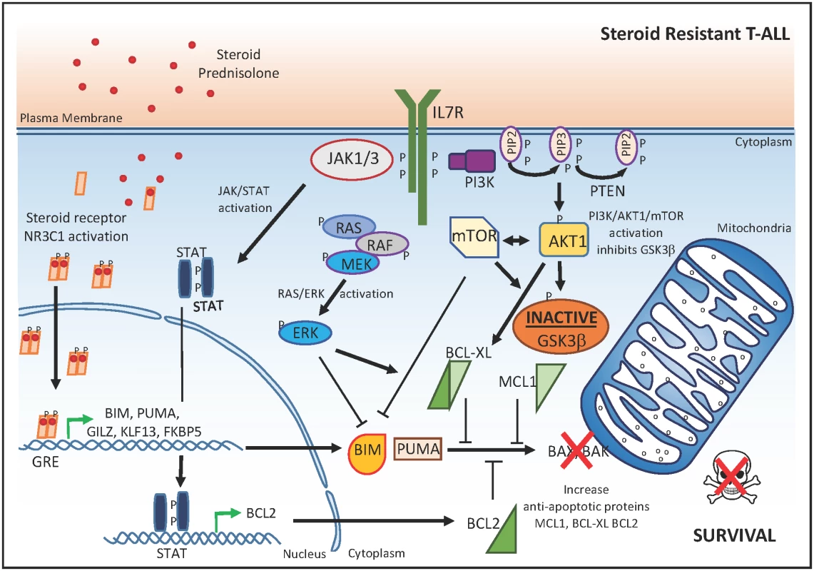 Molecular mechanisms that drive glucocorticoid resistance in T-ALL.