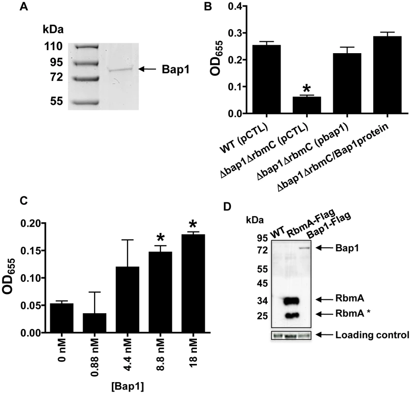 Purified Bap1-FLAG restores biofilm formation to a Δ<i>bap1</i>Δ<i>rbmC</i> mutant.