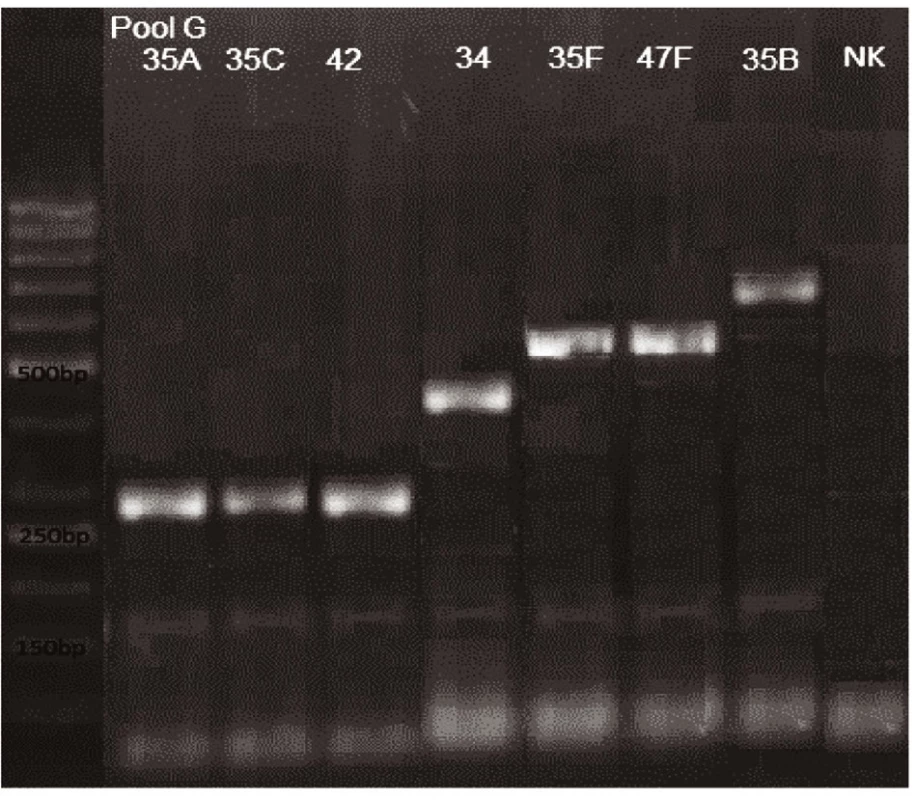 mPCR pool G
Dráha 1: 50bp DNA Ladder
Dráha 2: &lt;i&gt;S. pneumoniae&lt;/i&gt; sérotyp 35A (280bp)
Dráha 3: &lt;i&gt;S. pneumoniae&lt;/i&gt; sérotyp 35C (280bp)
Dráha 4: &lt;i&gt;S. pneumoniae&lt;/i&gt; sérotyp 42 (280bp)
Dráha 5: &lt;i&gt;S. pneumoniae&lt;/i&gt; sérotyp 34 (408bp)
Dráha 6: &lt;i&gt;S. pneumoniae&lt;/i&gt; sérotyp 35F (517bp)
Dráha 7: &lt;i&gt;S. pneumoniae&lt;/i&gt; sérotyp 47F (517bp)
Dráha 8: &lt;i&gt;S. pneumoniae&lt;/i&gt; sérotyp 35B (677bp)
Dráha 9: negativní kontrola
Dráha 2–8: pozitivní produkt cpsA (160bp)&lt;br&gt;
Fig. 7. mPCR pool G
Lane 1: 50bp DNA Ladder
Lane 2: &lt;i&gt;S. pneumoniae&lt;/i&gt; serotype 35A (280bp)
Lane 3: &lt;i&gt;S. pneumoniae&lt;/i&gt; serotype 35C (280bp)
Lane 4: &lt;i&gt;S. pneumoniae&lt;/i&gt; serotype 42 (280bp)
Lane 5: &lt;i&gt;S. pneumoniae&lt;/i&gt; serotype 34 (408bp)
Lane 6: &lt;i&gt;S. pneumoniae&lt;/i&gt; serotype 35F (517bp)
Lane 7: &lt;i&gt;S. pneumoniae&lt;/i&gt; serotype 47F (517bp)
Lane 8: &lt;i&gt;S. pneumoniae&lt;/i&gt; serotype 35B (677bp)
Lane 9: negative control
Lanes 2–8: positive product cpsA (160bp)