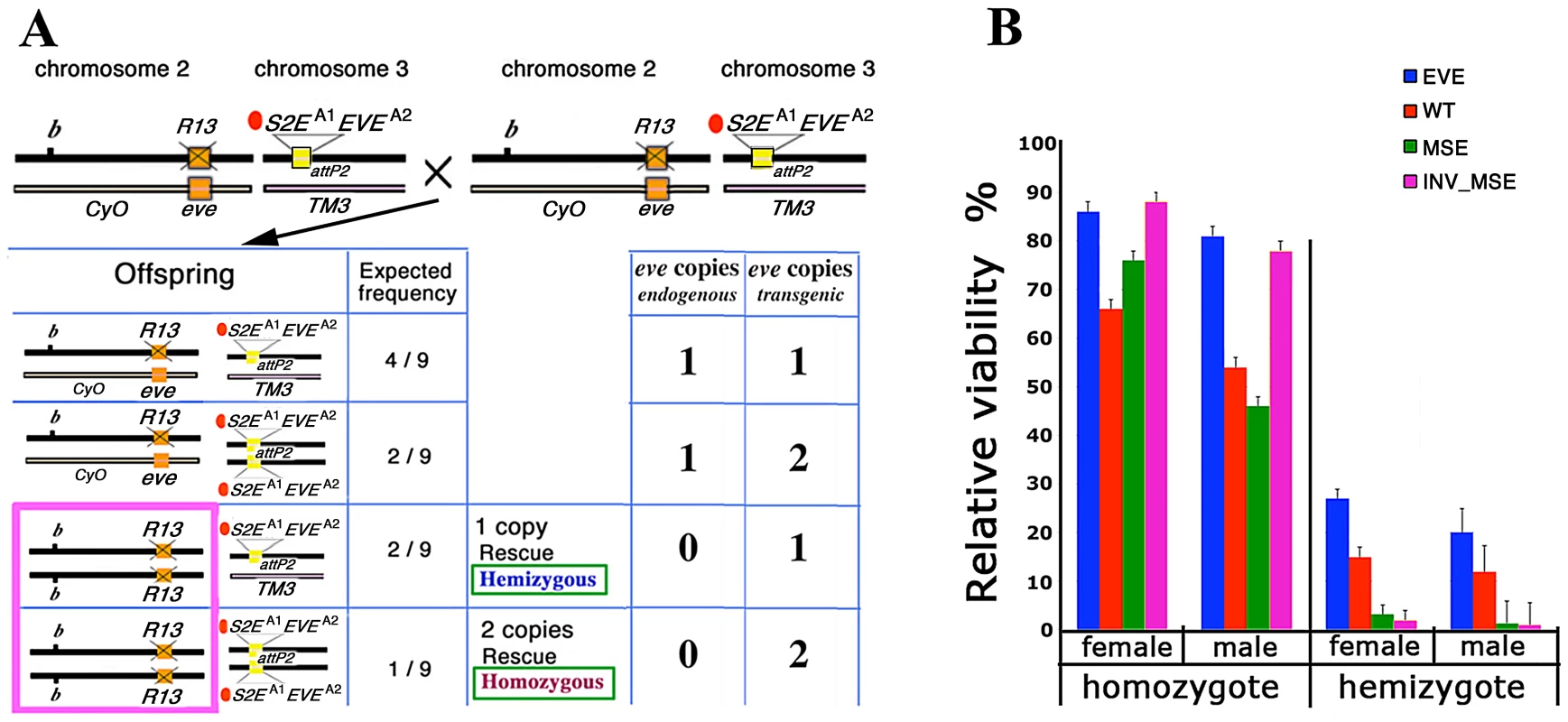 Relative viability: rescue of R13 lethality by the four studied transgenes.