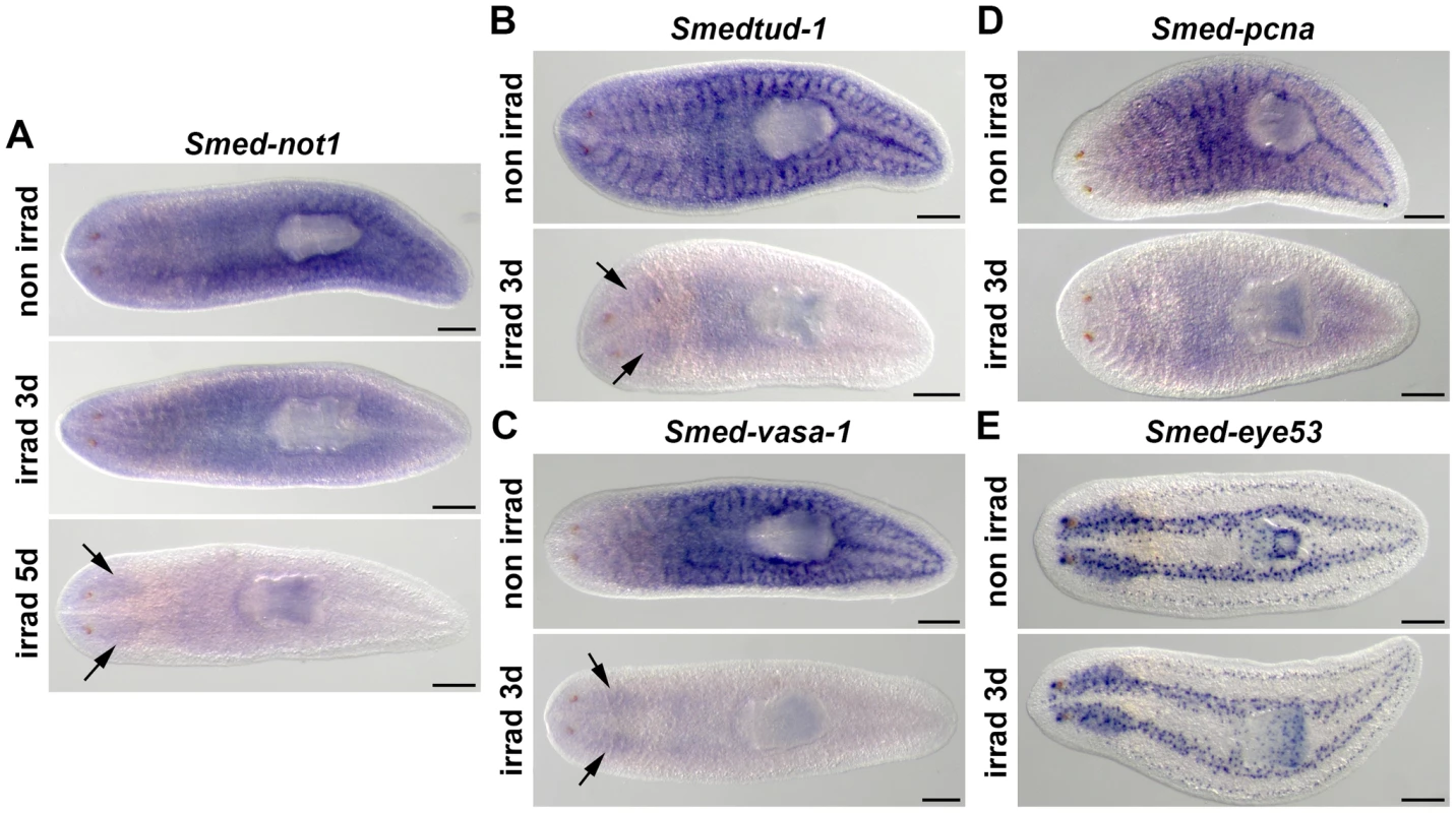 <i>Smed-not1</i> is expressed in CNS and throughout the parenchyma in an irradiation-sensitive manner.