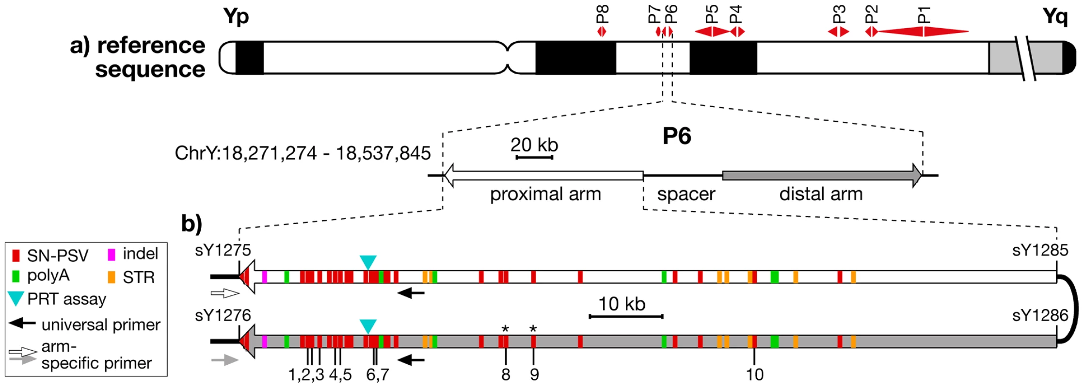 Location and structure of palindrome P6, showing positions of PSVs analysed.