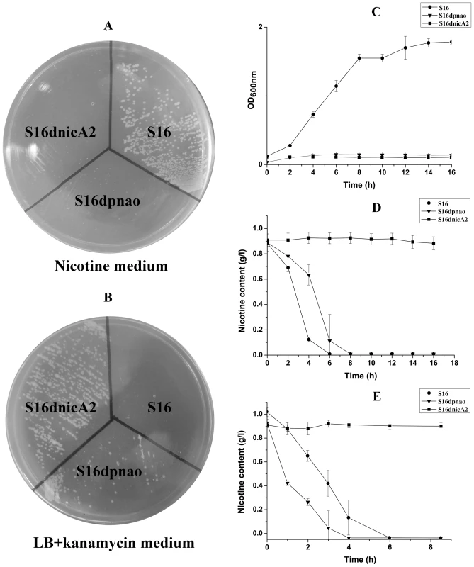 Cell growth and resting cell reactions of strain S16 and the gene deletion mutants.