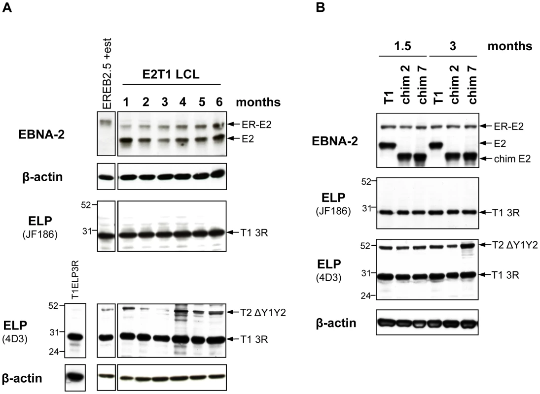 Characterization of oestrogen-independent LCLs established from EREB2.5 cells expressing chimaeras 2 and 7.