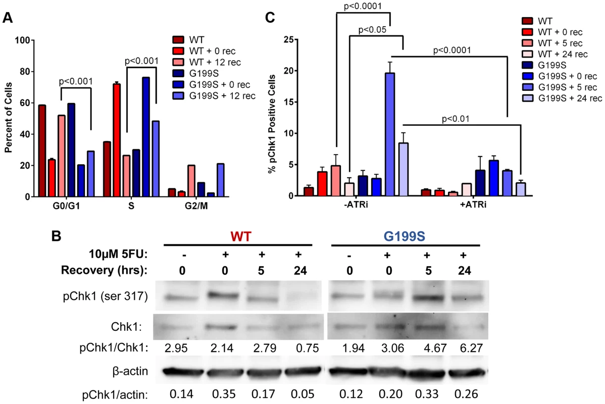 Expression of G199S delays S phase progression and activates a DNA damage response.
