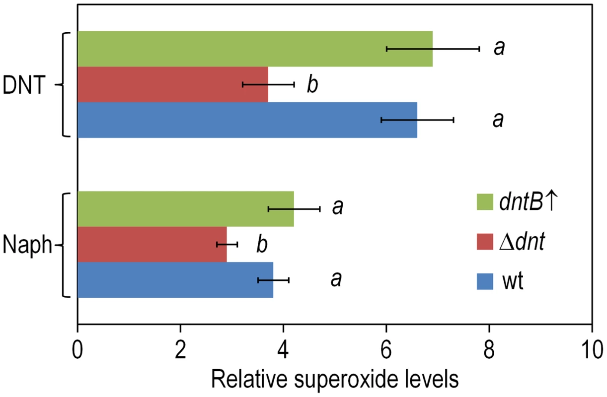 Superoxide production in <i>Burkholderia</i> sp. DNT upon exposure to DNT and naphthalene.