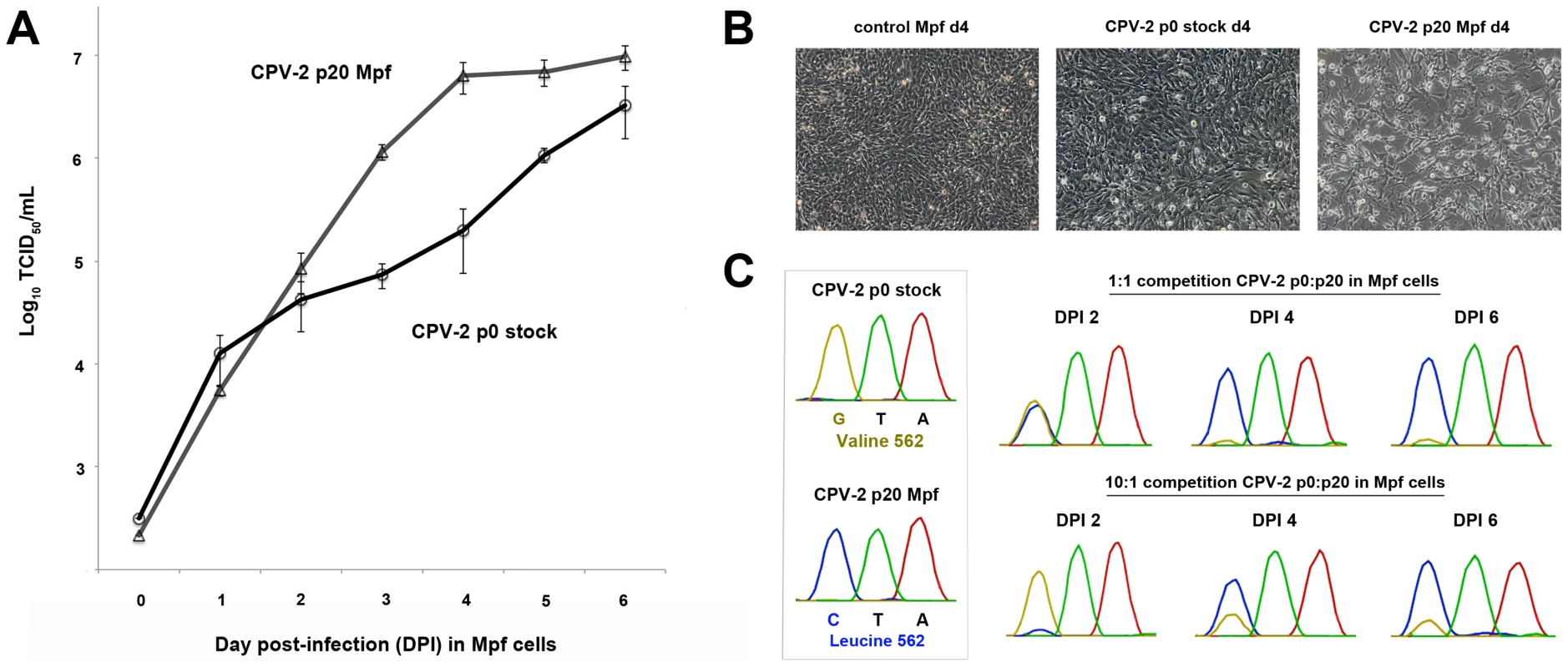 Multi-step single growth curve analysis and competition assays between non-passaged and terminally passaged viruses to detect changes in fitness.