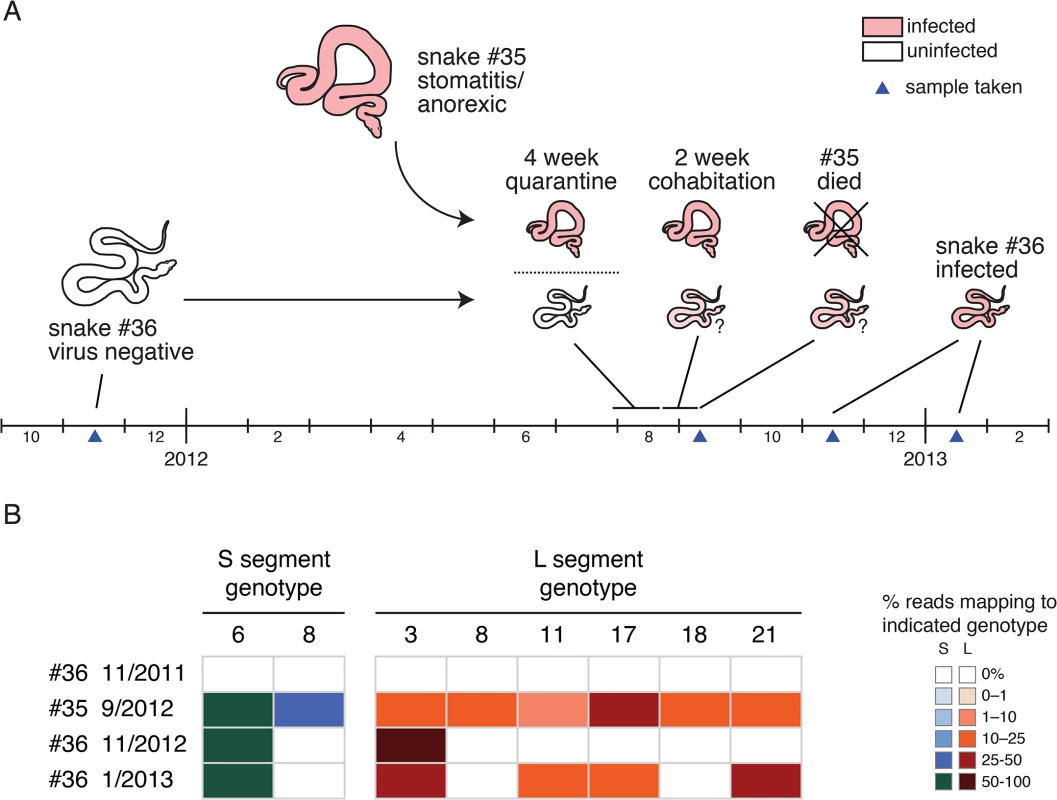 Transmission of multiple genotypes in a natural infection: (A) A cartoon and timeline depicting the circumstances surrounding the cohabitation of snakes #35 and #36.